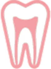 歯の断面イラスト